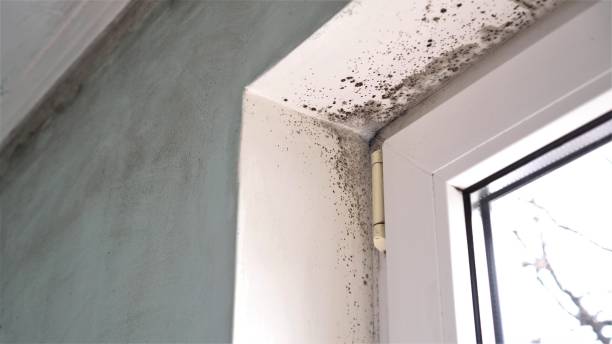 Best Toxic Mold Removal  in Taylorsville, NC