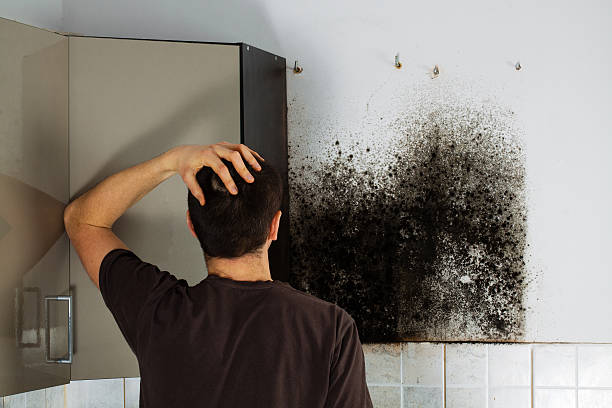 Best Home Mold Removal  in Taylorsville, NC