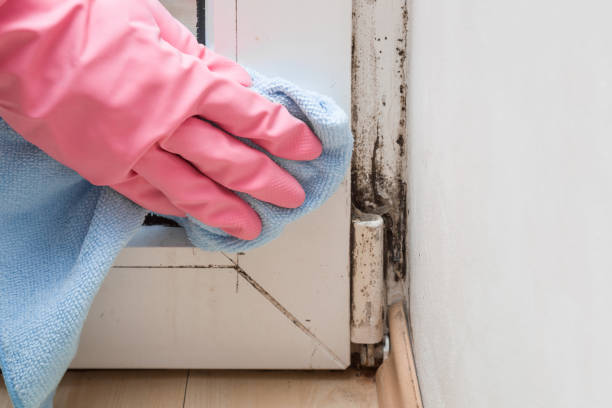 Best Professional Mold Removal  in Taylorsville, NC